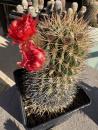 Acanthocalycium thionanthum